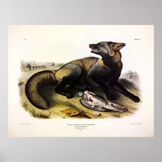 American Cross-Fox (Vulpes vulpes) van Audubon Poster (Voorkant)