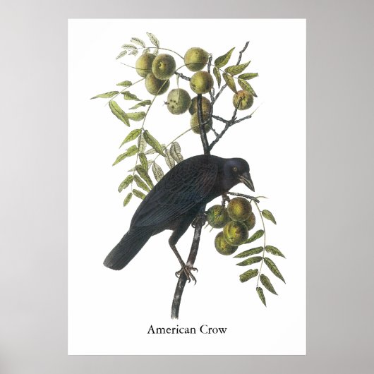 American Crow, John James Audubon Poster (Voorkant)