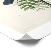American Crow van Audubon Poster (Hoek)