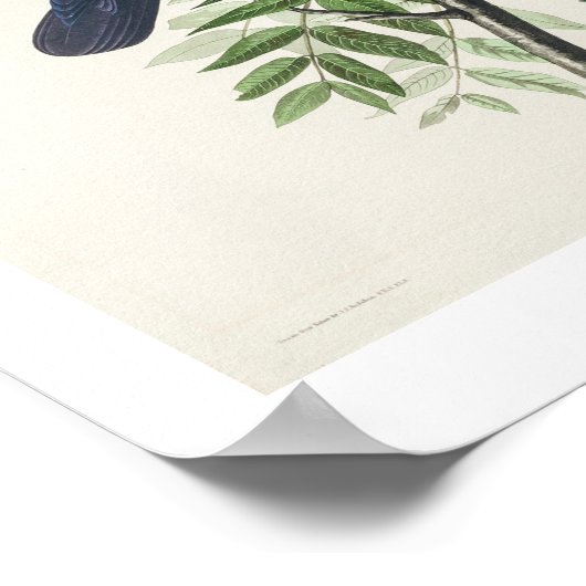 American Crow van Audubon Poster (Hoek)