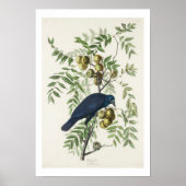 American Crow van Audubon Poster (Voorkant)