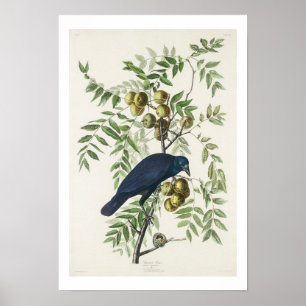 American Crow van Audubon Poster