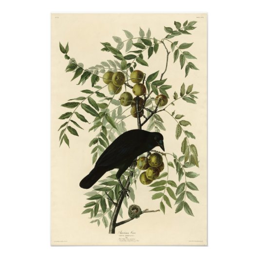 American Crow van John Audubon's Birds of America Foto Afdruk (Voorkant)