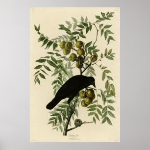 American Crow van John Audubon's Birds of America Poster