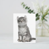 American Curl Kitten (3 maanden oud) Briefkaart (Staand voorkant)
