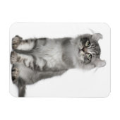 American Curl Kitten (3 maanden oud) Magneet (Horizontaal)