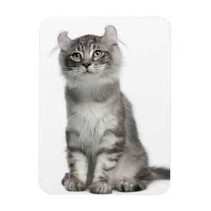 American Curl Kitten (3 maanden oud) Magneet