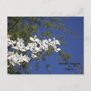 American Dogwood of Virginia briefkaart