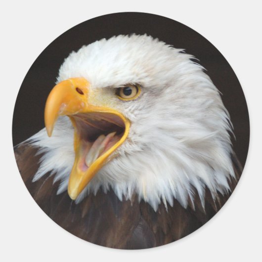 AMERICAN EAGLE by Jean-Louis Glineur Ronde Sticker (Voorkant)