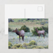 American Elk | Colorado Briefkaart (Voorkant / Achterkant)