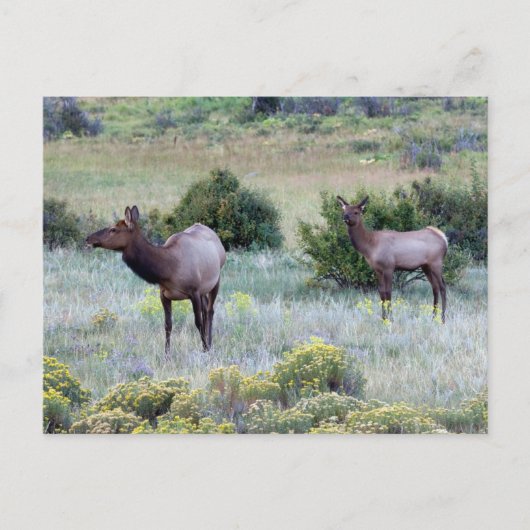 American Elk | Colorado Briefkaart (Voorkant)
