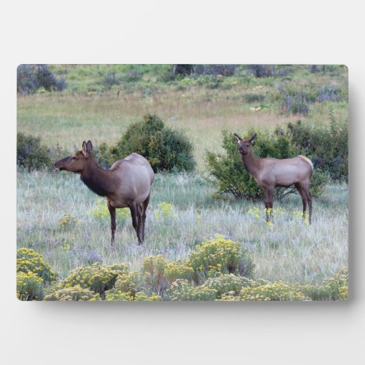 American Elk | Colorado Fotoplaat (voorkant)
