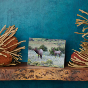 American Elk Colorado Fotoplaat