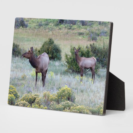 American Elk | Colorado Fotoplaat (Zijkant)