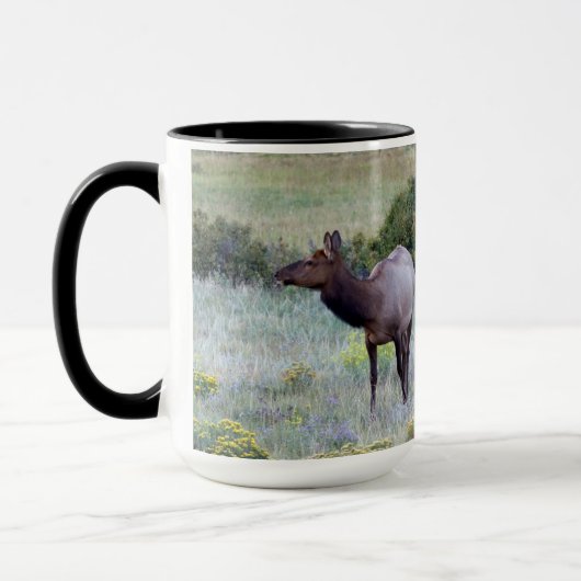 American Elk | Colorado Mok (Links)