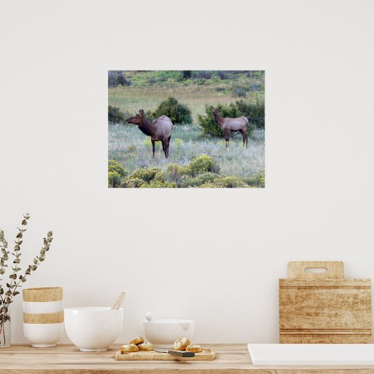American Elk | Colorado Poster (Keuken)
