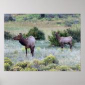 American Elk | Colorado Poster (Voorkant)
