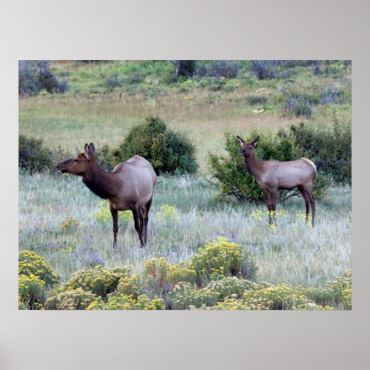 American Elk | Colorado Poster (Voorkant)