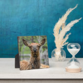 American Elk Desktop Plaque Fotoplaat (Insitu)