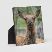 American Elk Desktop Plaque Fotoplaat (Voorkant)