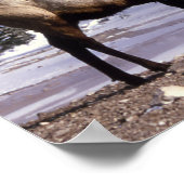 American Elk in Winter Print (Hoek)