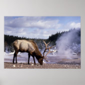 American Elk in Winter Print (Voorkant)