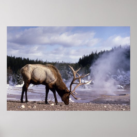 American Elk in Winter Print (Voorkant)
