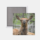 American Elk Magnet (Voorkant / Achterkant)