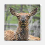 American Elk Magnet (Voorkant)