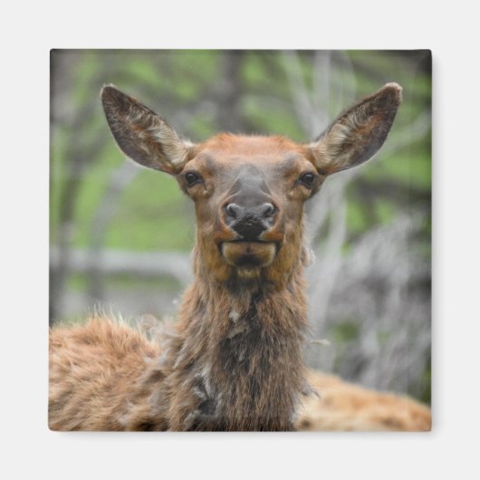 American Elk Magnet (Voorkant)