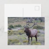 American Elk | Nationaal park Rocky, Colorado Briefkaart (Voorkant / Achterkant)