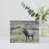 American Elk | Nationaal park Rocky, Colorado Briefkaart (Staand voorkant)