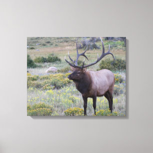 American Elk   Nationaal park Rocky, Colorado Canvas Afdruk