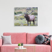 American Elk | Nationaal park Rocky, Colorado Canvas Afdruk (Insitu (Woonkamer))