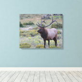 American Elk | Nationaal park Rocky, Colorado Canvas Afdruk (Insitu (Houten vloer))