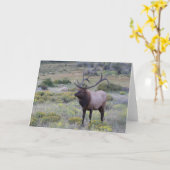 American Elk | Nationaal park Rocky, Colorado Kaart (Gele Bloem)
