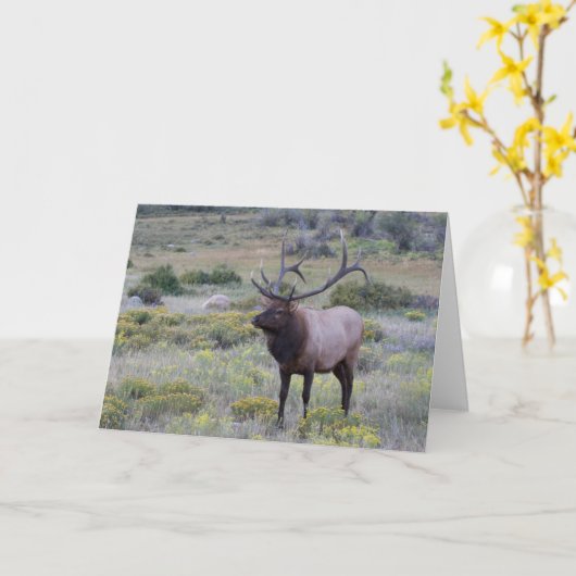 American Elk | Nationaal park Rocky, Colorado Kaart (Gele Bloem)