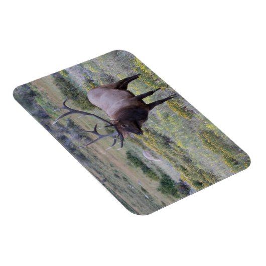 American Elk | Nationaal park Rocky, Colorado Magneet (Rechterzijde)