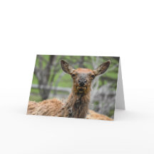 American Elk Notecard