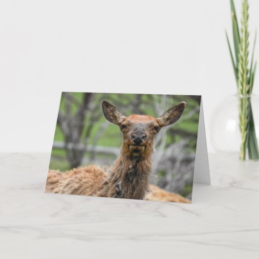 American Elk Notecard Kaart (Voorkant)