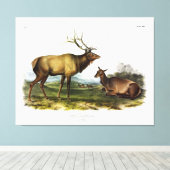 American Elk, of Wapiti Deer door Audubon Canvas Afdruk (Insitu (Houten vloer))