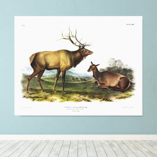 American Elk, of Wapiti Deer door Audubon Canvas Afdruk (Insitu (Houten vloer))