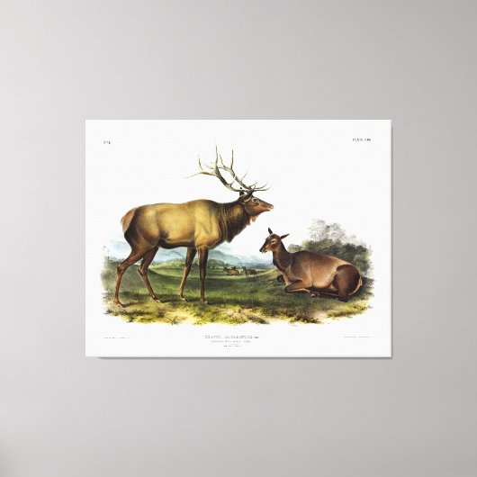 American Elk, of Wapiti Deer door Audubon Canvas Afdruk (Voorkant)