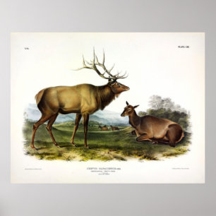 American Elk, of Wapiti Deer door Audubon Poster