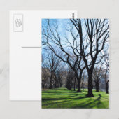 American Elm Trees Briefkaart (Voorkant / Achterkant)