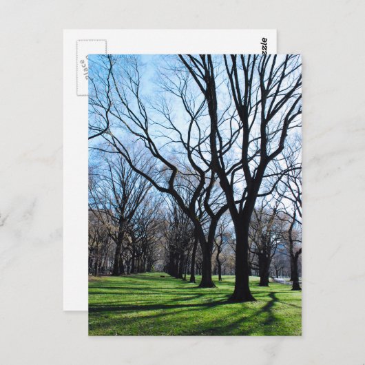 American Elm Trees Briefkaart (Voorkant / Achterkant)