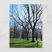 American Elm Trees Briefkaart (Voorkant)