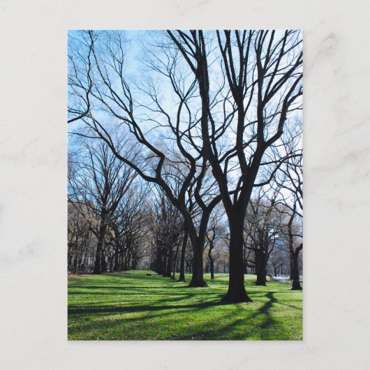 American Elm Trees Briefkaart (Voorkant)