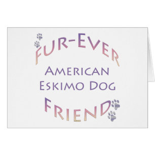 American Eskimo Dog Furever