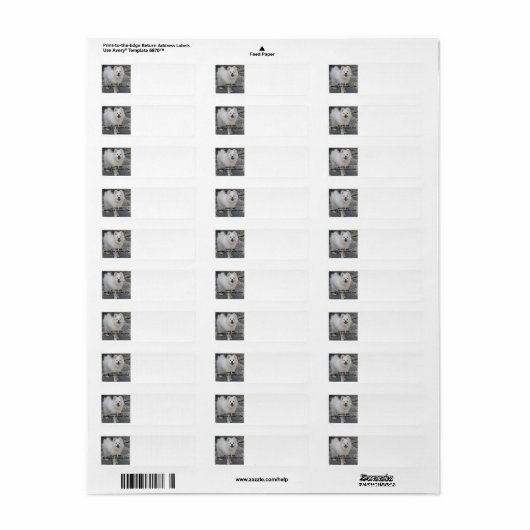 American_Eskimo_Dog_love w pic Etiket (Full Sheet)